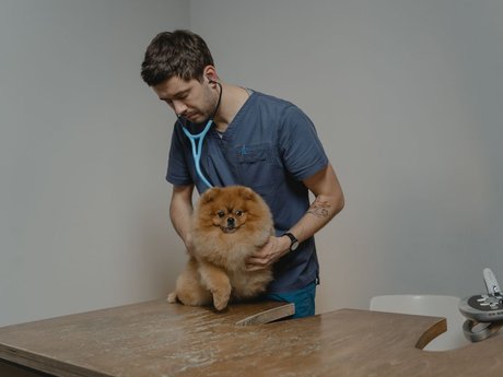 Veterinarian examining a Pomeranian with a stethoscope